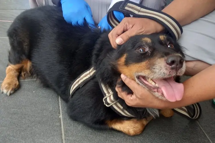 Perangi Penyakit Rabies, Ini Langkah Diskanak Bogor