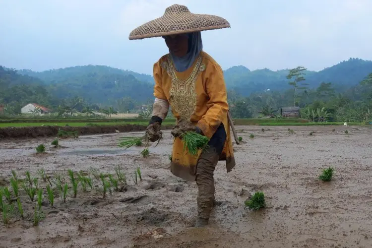 Pemkab Bogor Klaim Bagi Hasil Pajak 2021 Sudah Sesuai Hak dan Potensi Desa 