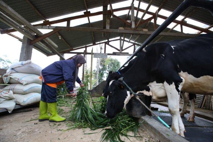 Terdampak PMK, Produksi Susu Sapi di Jabar Menurun