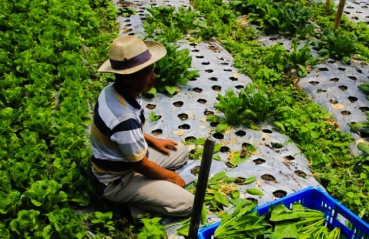 Pupuk Subsidi Dicabut, Petani Holtikultura di Lembang Menjerit