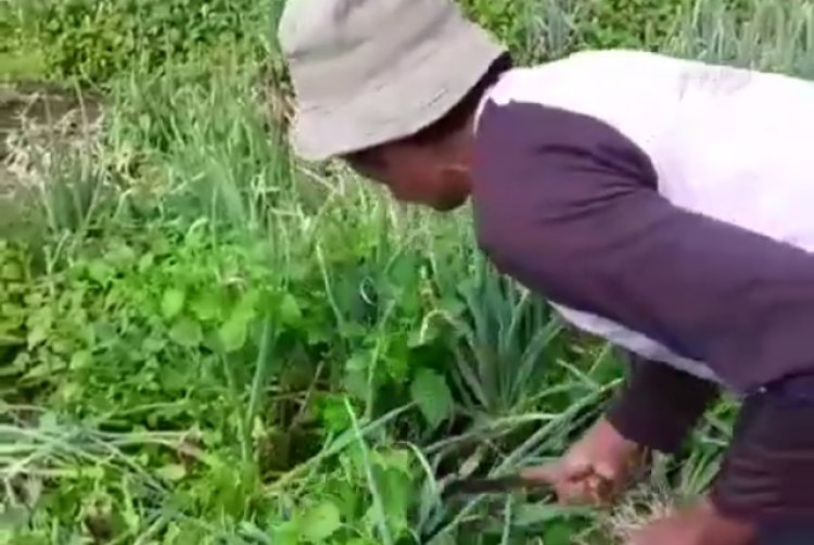Tertangkap Video... Petani Sayuran di Rancabali Kabupaten Bandung Merusak Kebun Siap Panen