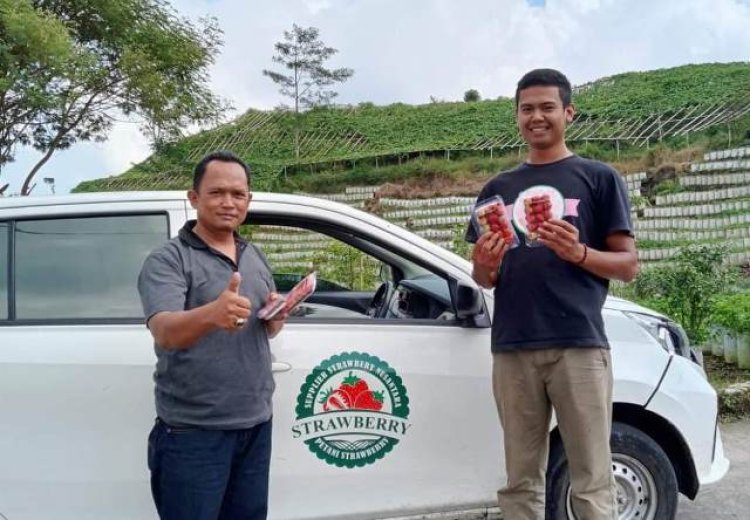 Pemodal Besar Dituding Petani Bikin Harga Stroberi di Rancabali Hancur-hancuran