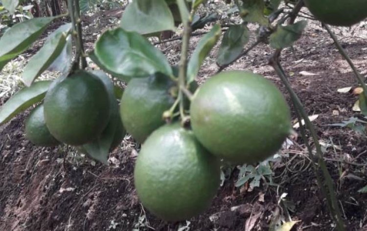 Kesulitan Jual Hasil Kebunnya, Petani Jeruk Lemon California di Lembang Meradang