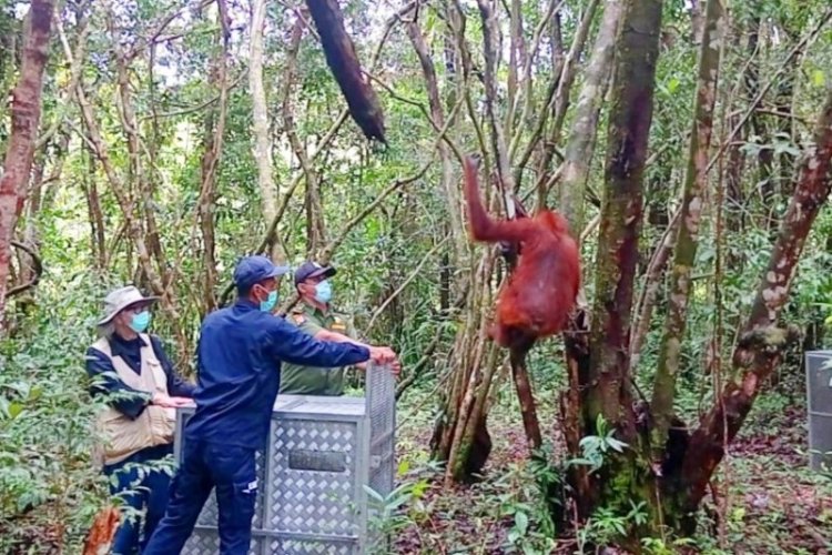 Sepanjang 2022, BKSDA SKW Sudah Melepasliarkan 11 Orangutan