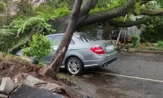 Lagi, Pohon Tumbang Timpa Mobil yang Tengah Terparkir