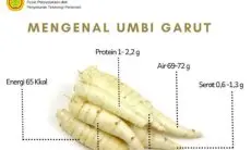 Bernilai Ekonomi Tinggi Hingga Alternatif Pangan, Kementan Perkenalkan Umbi Garut