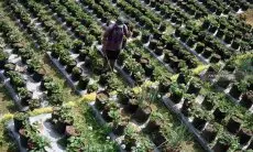 Curah hujan Tinggi, 90 Persen Pertanian Stroberi di Pacira Gagal Panen
