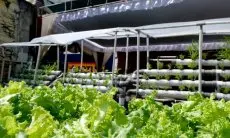 Sebanyak 11 Kecamatan Diberdayakan Jadi Kampung Sayur oleh Pemkot
