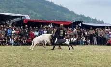 Ada Miliki 30 Ribu Domba Berkualitas Buat Adu Ketangkasan