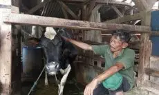 Peternak Sapi di Cimahi Tolak Vaksinasi PMK Lantaran Tidak Ada Efek Berarti 