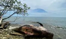 Heboh, Warga Temukan Paus Terdampar Mati di Perairan Raja Ampat