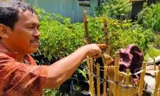 Sempat Disangka Pohon Pisang, Warga Padalarang Kaget Ternyata Bunga Bangkai