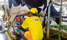 Akademisi Dorong Pihak Swasta Bantu Peternak Sapi Perah Pasca Wabah PMK 