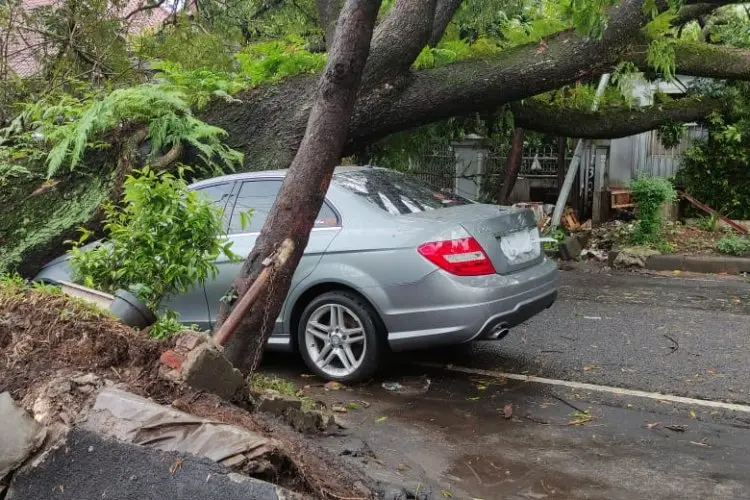 Lagi, Pohon Tumbang Timpa Mobil yang Tengah Terparkir
