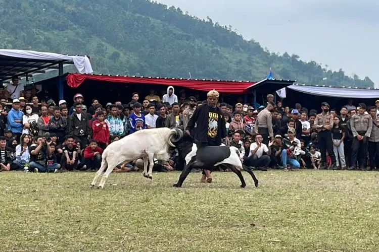 Ada Miliki 30 Ribu Domba Berkualitas Buat Adu Ketangkasan