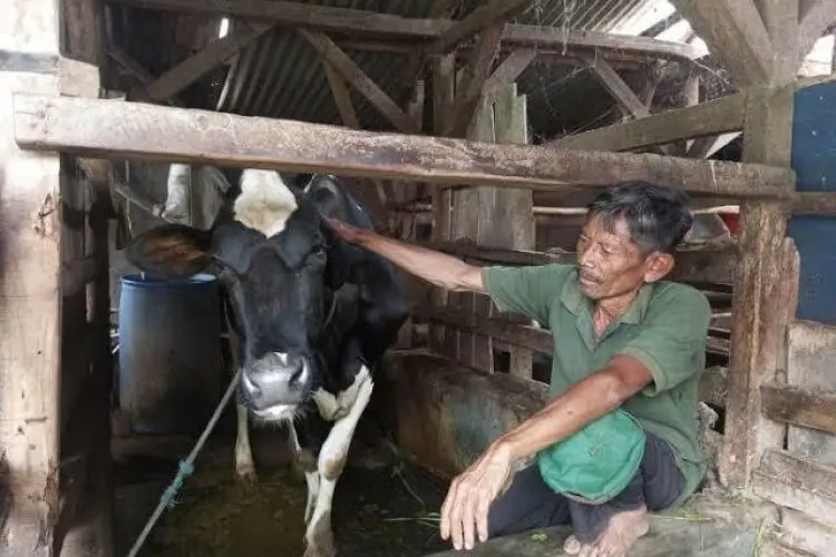 Peternak Sapi di Cimahi Tolak Vaksinasi PMK Lantaran Tidak Ada Efek Berarti 