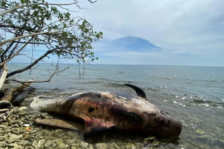 Heboh, Warga Temukan Paus Terdampar Mati di Perairan Raja Ampat