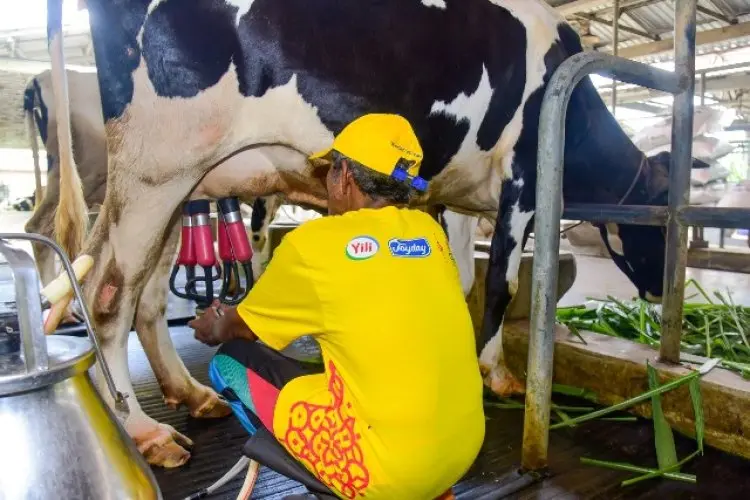 Akademisi Dorong Pihak Swasta Bantu Peternak Sapi Perah Pasca Wabah PMK 