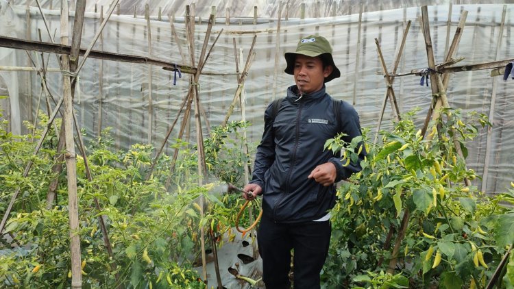 Dampak Musim Hujan, Petani Sayuran Lembang Mengeluh Borosnya Penggunaan Pestisida