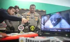 Polres Bogor Ungkap Kasus Penjualan Satwa Dilindungi Owa Jawa 