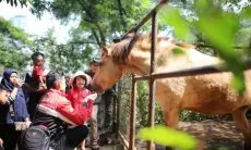 Kebun Binatang Bandung Ajukan Banding, Sekda : Ya Silahkan, Kita Menghormati Proses Hukum