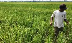 Banyak Manfaat, Program UPPO Kementan Solusi Ketergantungan Pupuk Kimia