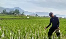 Distan Kabupaten Cirebon Dorong Petani Terapkan Pola Pertanian Ramah Lingkungan