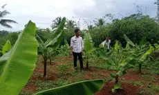 Warga Asal Cipeundeuy KBB Budidayakan Pisang Cavendish dan Mas Kirana