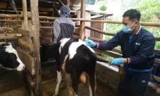 202 Ekor Sapi di KBB yang Mati Terjangkit PMK Akhirnya Mendapat Ganti Rugi, Ketua KPSBU Lembang Ungkap Besarannya 