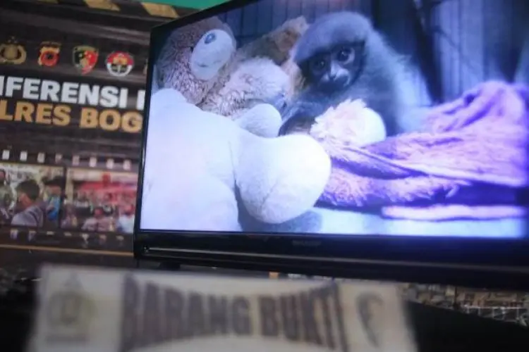 Mike Bayi Betina Owa Jawa yang Stres di Kandang, Kini Relatif Tenang Usai Diberikan Teman Boneka Beruang