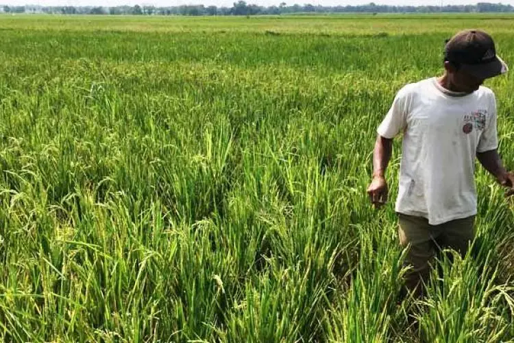 Banyak Manfaat, Program UPPO Kementan Solusi Ketergantungan Pupuk Kimia
