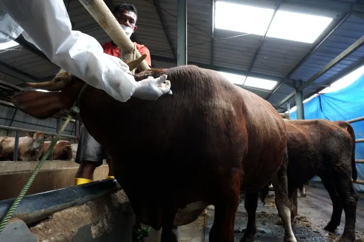 Jabar Kebagian 151 Ribu Dosis Vaksin Cegah PMK 