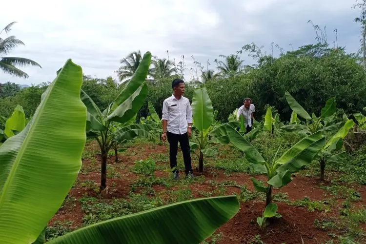 Warga Asal Cipeundeuy KBB Budidayakan Pisang Cavendish dan Mas Kirana