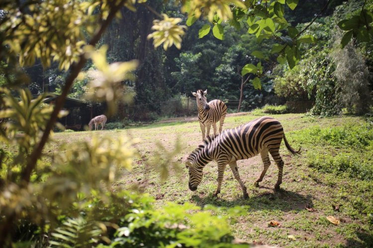 Pengadilan Putuskan Pemkot Bandung Pemilik Sah Lahan Kebun Binatang