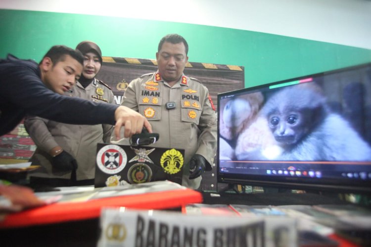 Polres Bogor Ungkap Kasus Penjualan Satwa Dilindungi Owa Jawa 