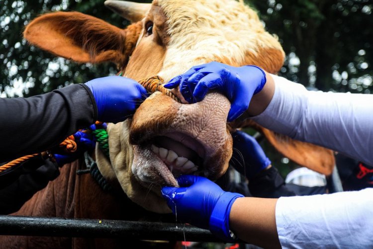 Hewan Ternak di Jabar yang Disuntik Vaksin Capai 50 Persen