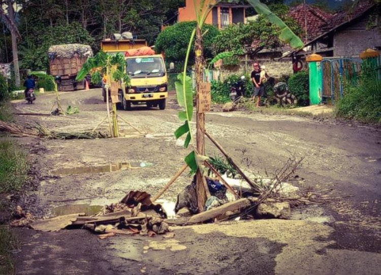 Jalan Rusak di Cipatat Tak Kunjung Diperbaiki, Warga Cipatat Inisiatif Tanam Pohon Pisang di Tengah Jalan