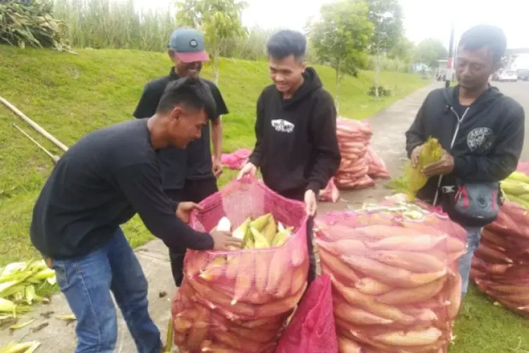 Beda Nasib Petani dan Pengepul Jagung di KBB, Satu Untung yang Lain Buntung
