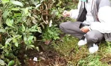 Kebun Teh Puncak Diduga jadi Tempat Mesum, Ini Tanggapan Kepala Satpol PP Bogor