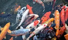 Pemerintahan Kabupaten Bandung Genjot Budidaya Ikan Hias dan Ikan Air Tawar untuk Memenuhi Pasar Ekspor