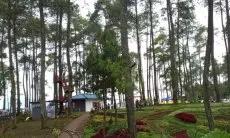 Khawatir Timpa Wisatawan, Ratusan Pohon Tua di Kawasan Cikole Lembang Diminta Dirobohkan