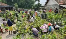 Petani Kabupaten Bandung Dapatkan Bantuan Bibit Buah untuk Pangan dan Konservasi