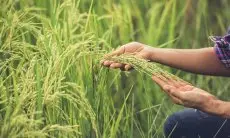 Food Estate Jadi Solusi Ketahanan Pangan Nasional