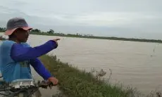Imbas Banjir Cirebon, Ratusan Hektare Sawah Masih Terendam