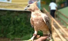 Sepasang Burung Elang Jawa Dilepasliarkan, Ini Jumlah Populasinya di Alam Liar