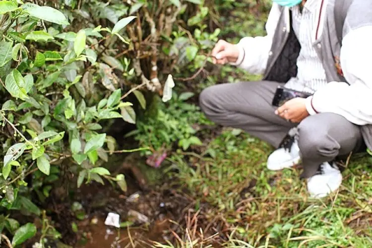 Kebun Teh Puncak Diduga jadi Tempat Mesum, Ini Tanggapan Kepala Satpol PP Bogor