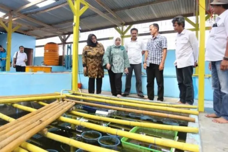 Tinggi Peminat, DPRD Jabar Dorong Pengembangan Anggur Laut