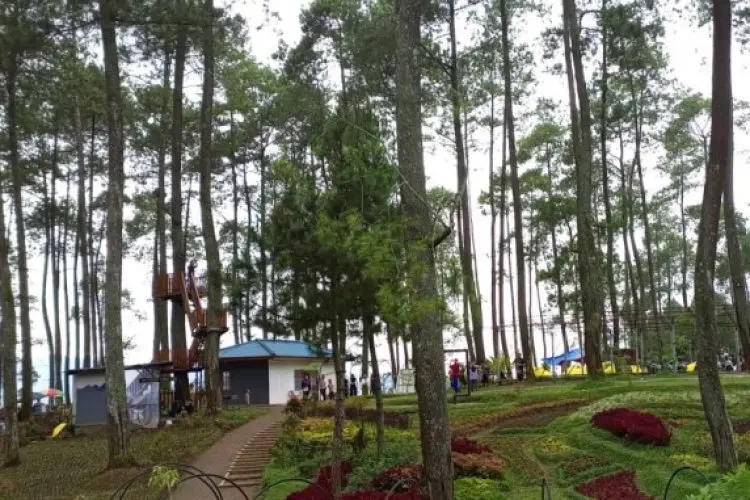Khawatir Timpa Wisatawan, Ratusan Pohon Tua di Kawasan Cikole Lembang Diminta Dirobohkan