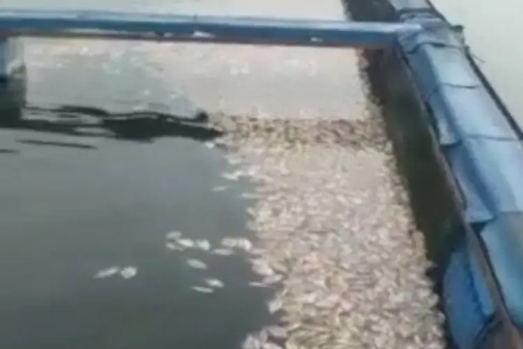 Antisipasi Kerugian Lantaran Kematian Ikan Massal, Peternak KJA Waduk Saguling Kurangi Tebar Benih
