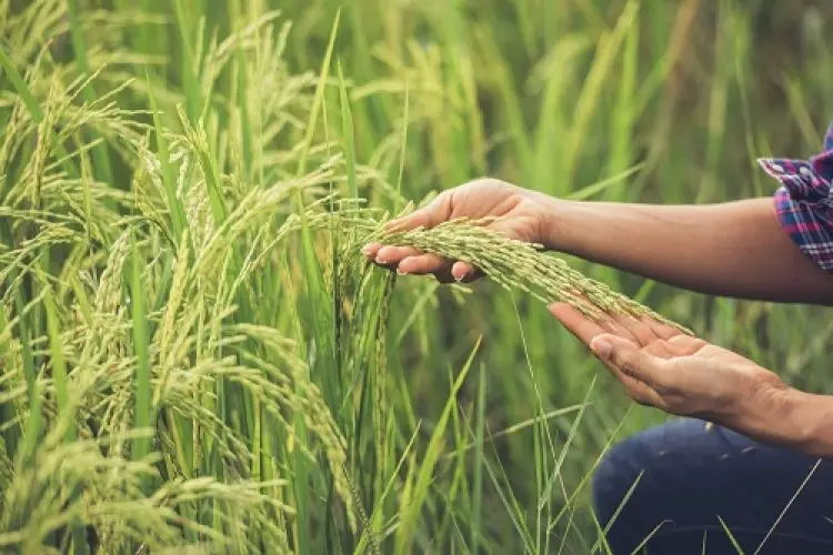 Food Estate Jadi Solusi Ketahanan Pangan Nasional